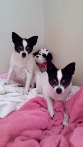 Angel and Molly – adopted