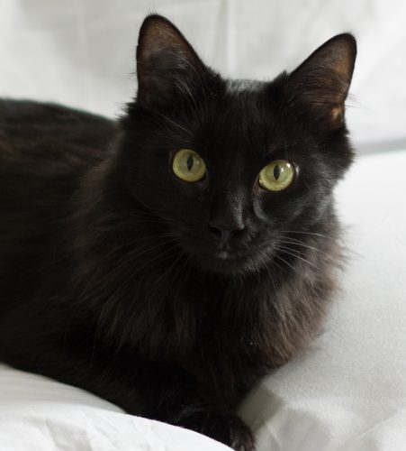 Ebony – adopted!