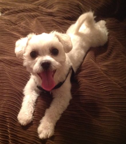 Brutus – Adopted !!