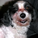 Mickey – Long Term Foster care