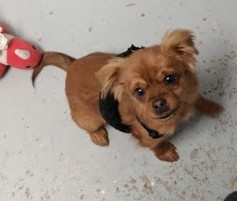 Frankie – Adopted !!