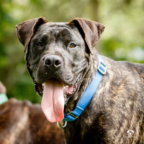 Westley – adoption pending