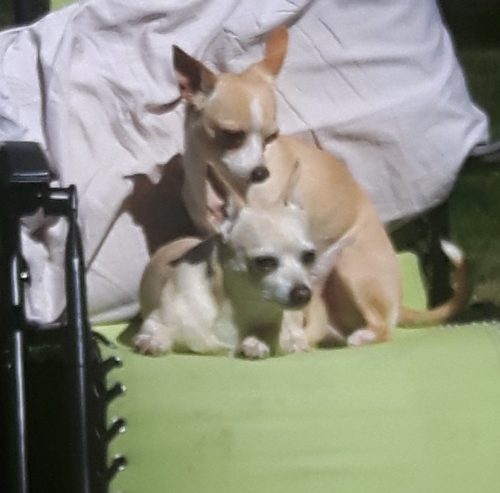 Shorty & Lefty – adopted