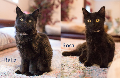 Bella & Rosa – adoption pending