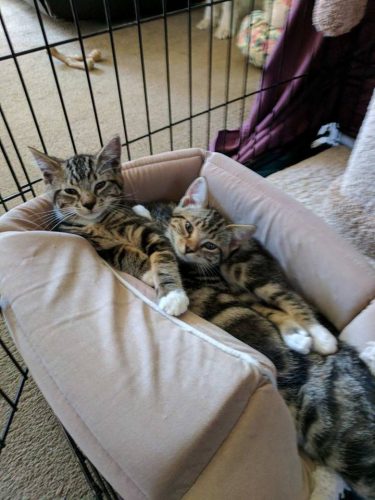 Linus and Charlie – adoption pending