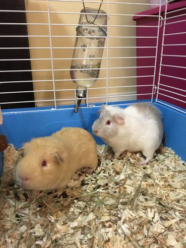 Snowball and Brownie