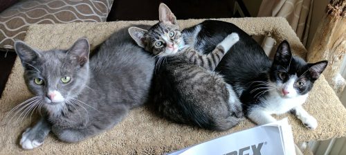 Prince Albert “Cats & kittens”