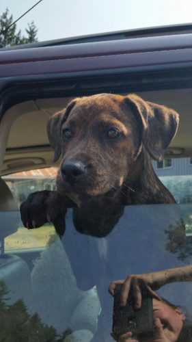 Pitt Bull X Puppies – All Adoption Pending !