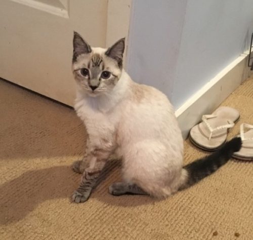 “Poppy” – adopted