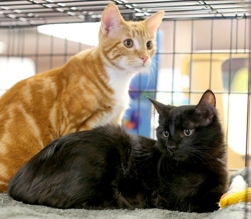 The “S” Kittens (Sally’s Litter)