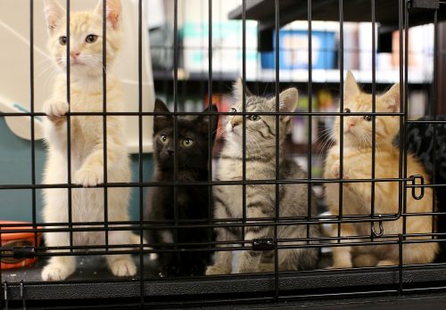 The “Bird” Kittens