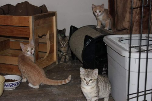 80’s Pop Star Kittens — On hold for 2 – 6 weeks due to ring worm