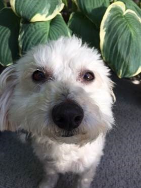 Fenway . .. Adopted !!