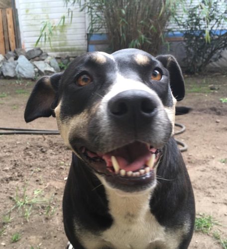 Shiloh – adoption pending