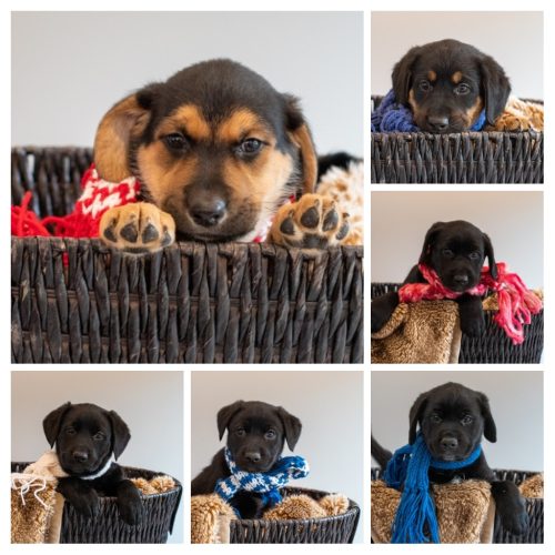 Valentine’s Day litter – all adopted