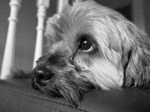 We Currently Have No Dogs