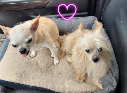 Lenny and Gus – In Long term Care