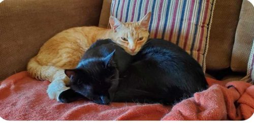 Georgie and Luna – Bonded Pair