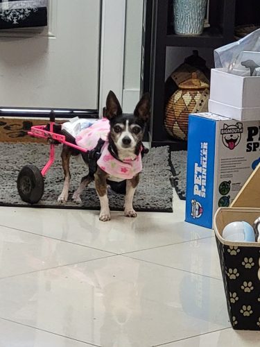 Bean aka Bella Bean – Special Needs