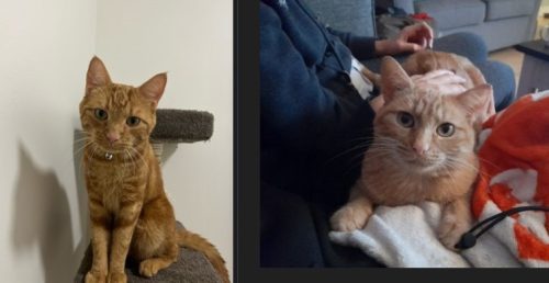 Cheeto and (Chalice -adopted)