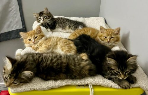 The “Scooby Doo” Mystery Inc Gang