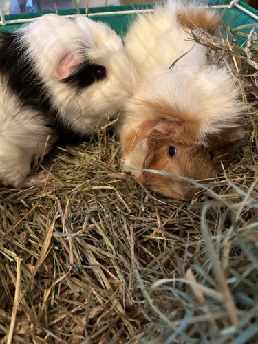 Daisy and Maple- adoption pending