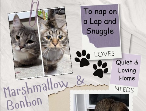 Marshmallow & Bonbon