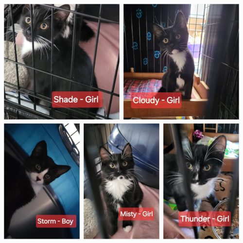 Badass Black Kitten Litter