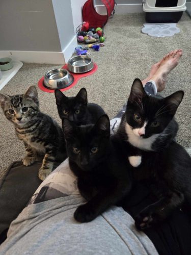 Lilith, Theo, Mozart and Scooter