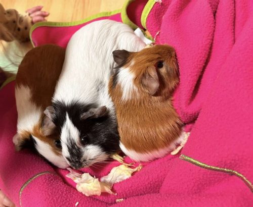 Lina, Meiza and Fast Ball