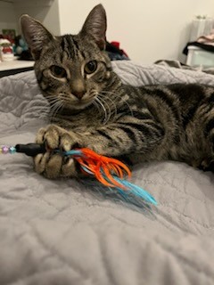 Mark – adoption pending