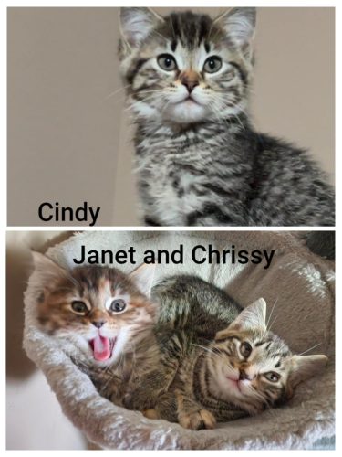 Janet, Cindy and Chrissy
