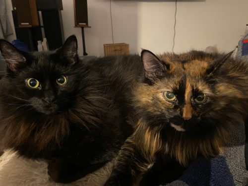 Koa and Iris – bonded pair