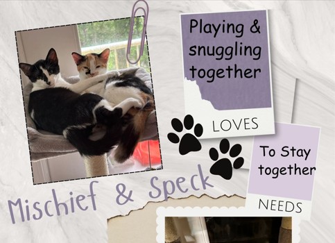 Mischief, Minou and Speck