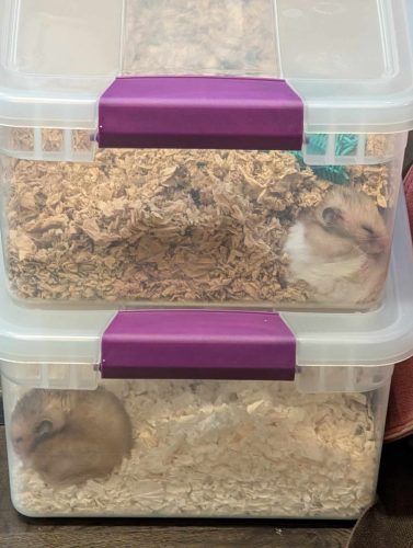 2 Hamster!