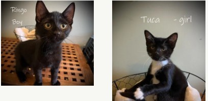 Ringo and Tuca