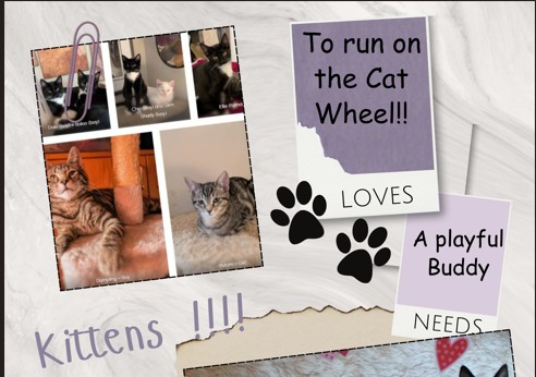 Chip, Dale, Ellie, Baloo, Slim Shady, Dumpling and Potato