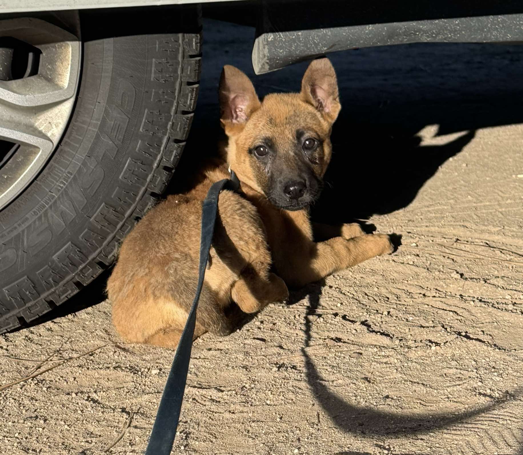 Journey – A Puppy we pulled her from a High Kill shelter just hours before she was scheduled to be euthanized