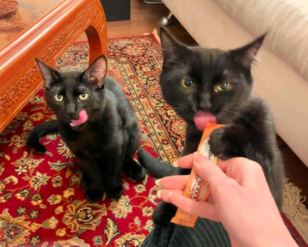 Ganghes & Gadget