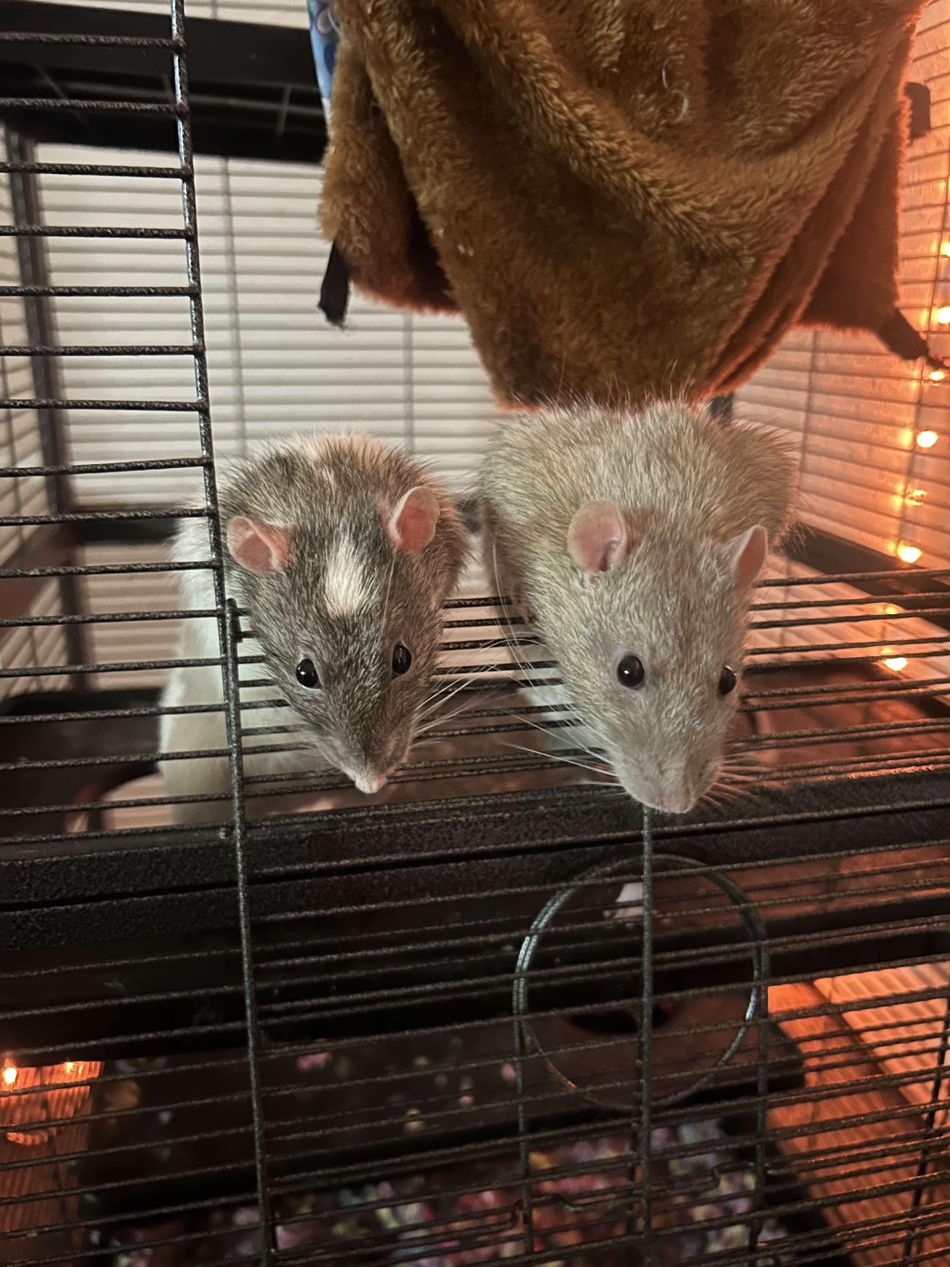 Gravy and Rocket