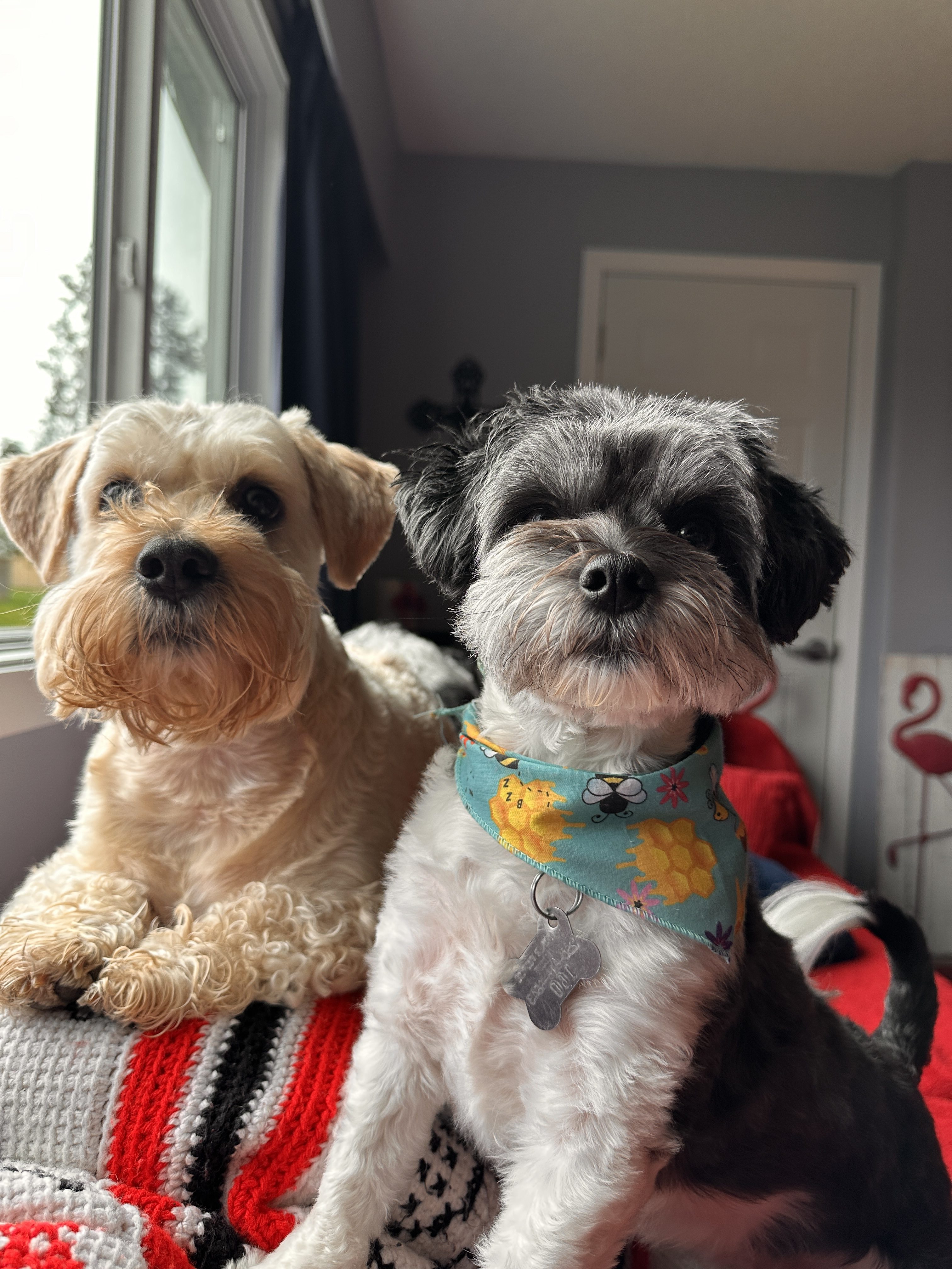 Duke  & Dottie