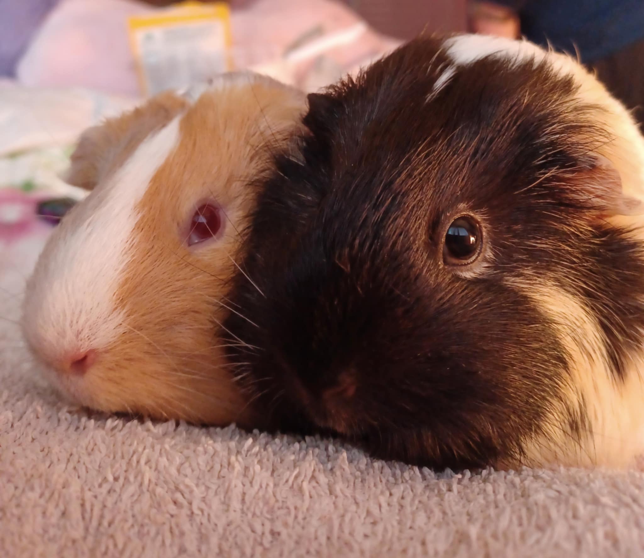 Cocoa and Pumpkin