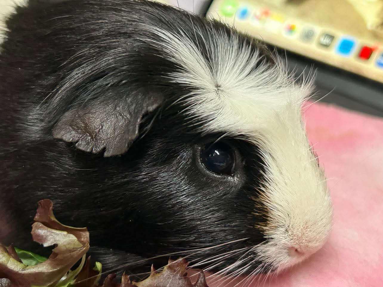 Bogey – Single Male needs a Friend!