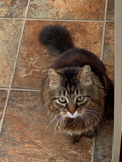 Sunny – Adoption Pending