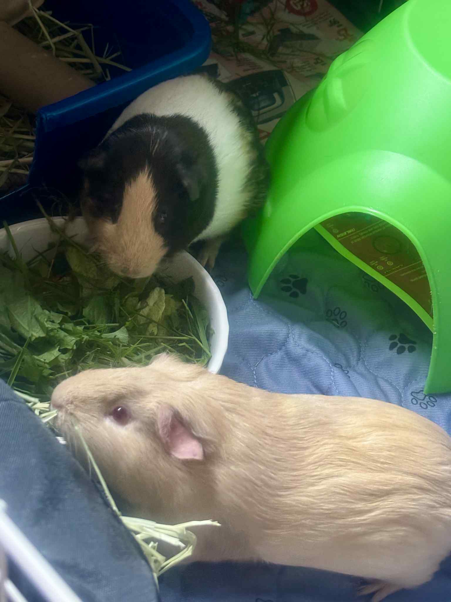 Honey, Jelly and baby