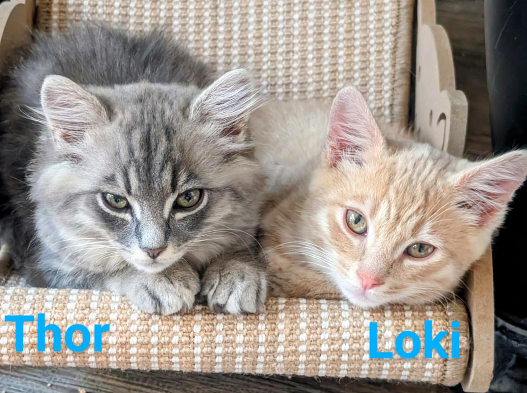 Loki and Thor –