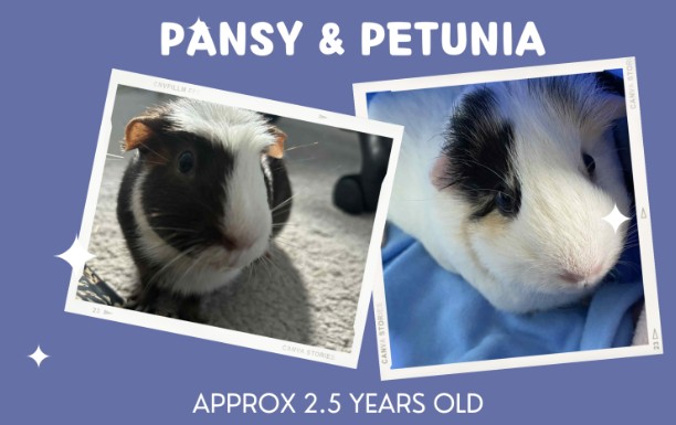 Pansy & Petunia