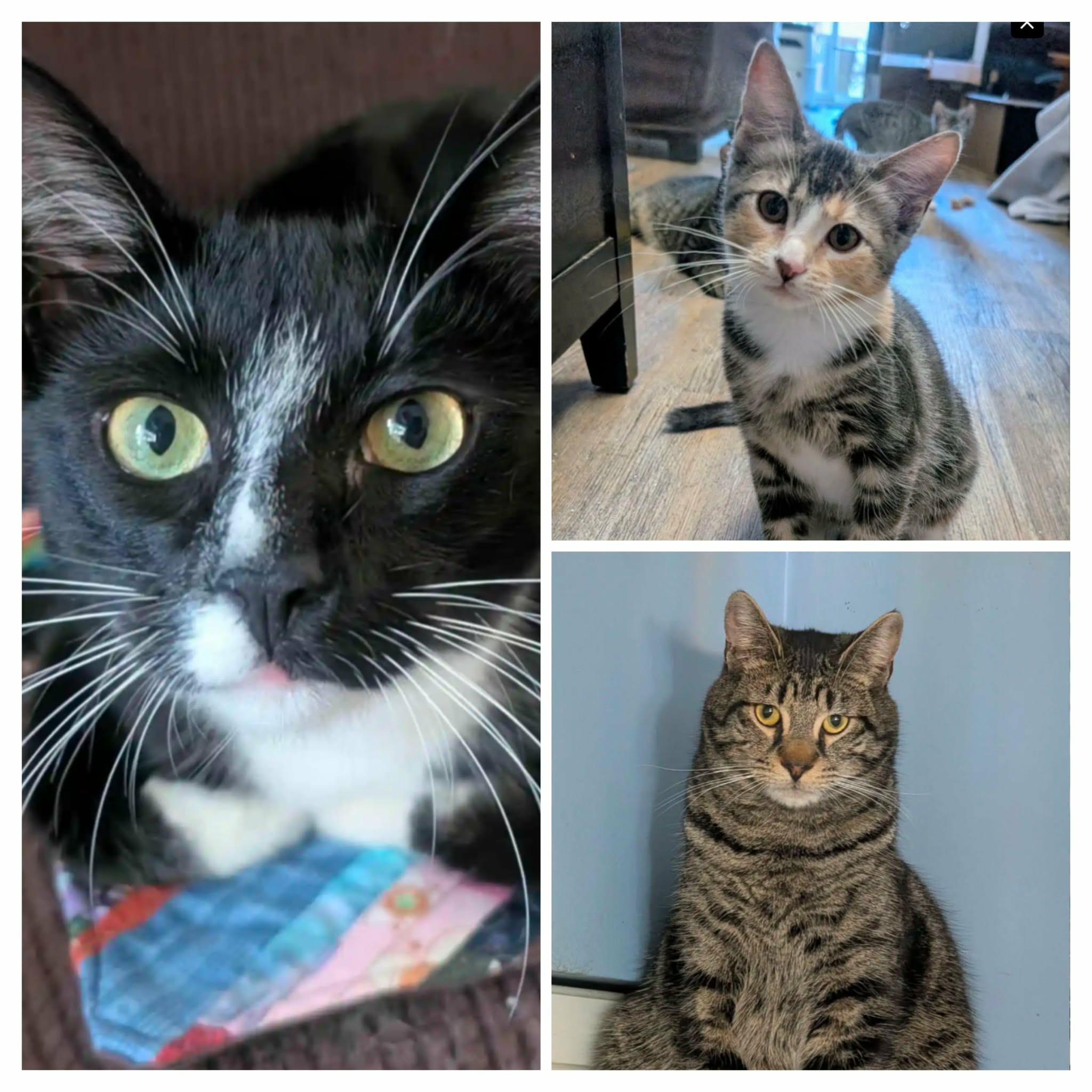 Whisper, Baloo, Dumpling