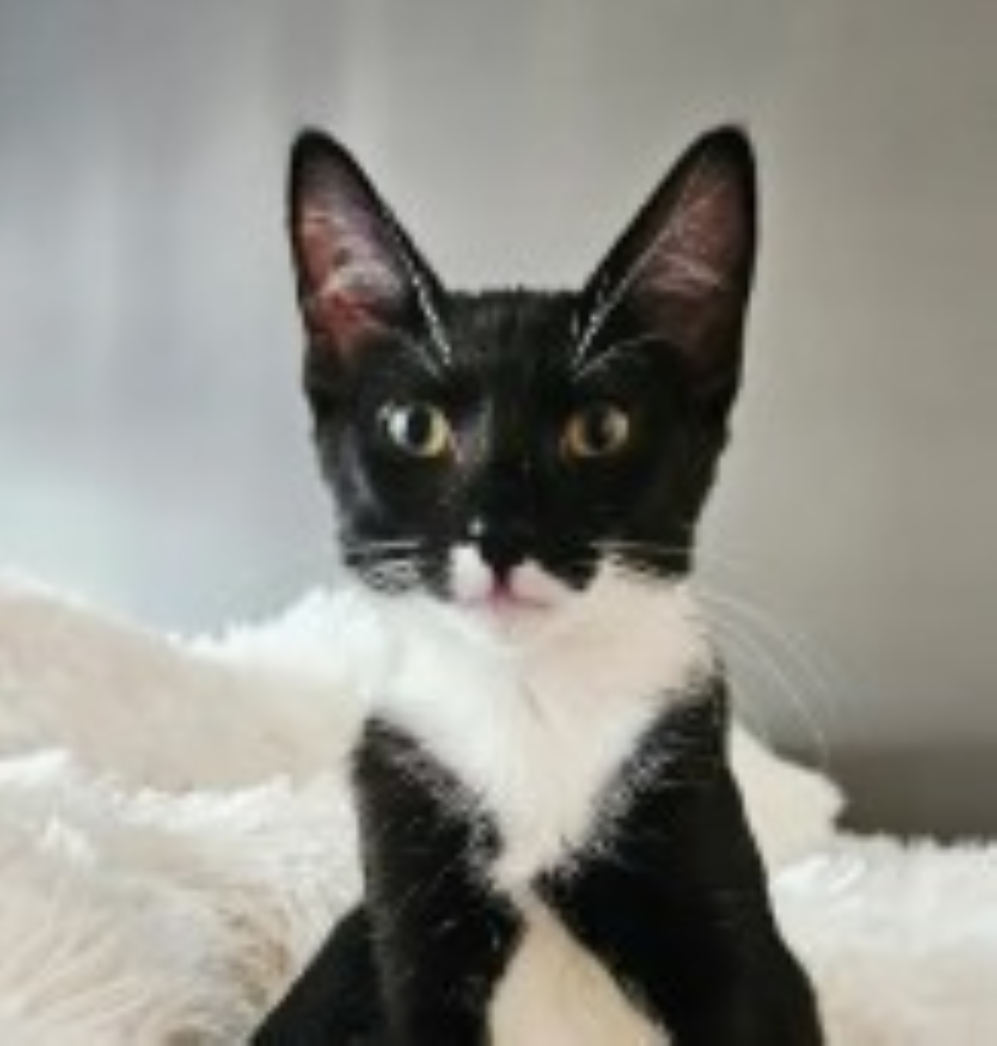 Trinity (Oliver & Neo adopted)