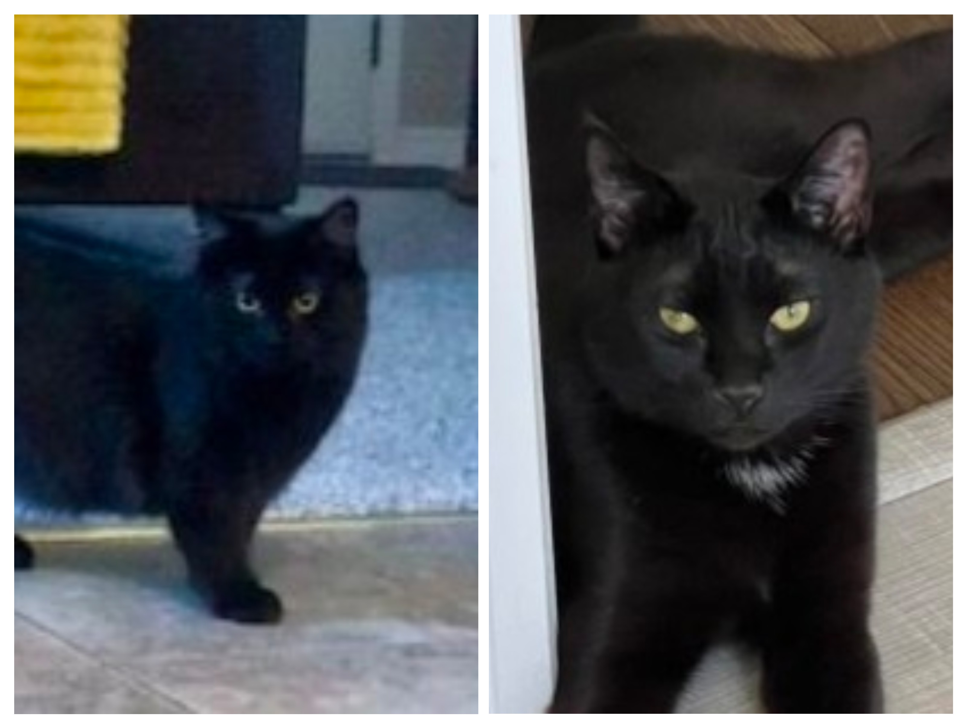 Cream and Puff – bonded pair – Good with dogs!